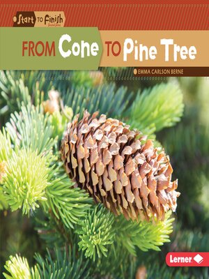 cover image of From Cone to Pine Tree